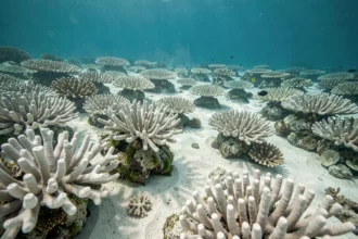Récif corallien blanchi par le réchauffement climatique dans les eaux tropicales, montrant la perte de biodiversité marine