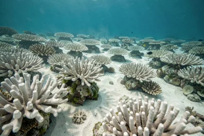 Récif corallien blanchi par le réchauffement climatique dans les eaux tropicales, montrant la perte de biodiversité marine